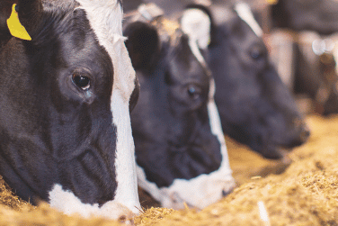 A world without cows? CREMER customer event invited farmers to a dialog